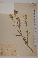 藏品(康乃馨、荷蘭瞿麥、紅茂草、香剪絨花)的圖片