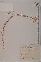 藏品(玉山石竹)的圖片