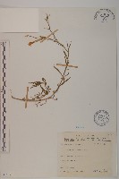 藏品(玉山石竹)的圖片