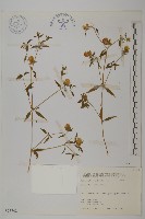 藏品(狗筋蔓)的圖片