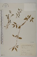 藏品(狗筋蔓)的圖片