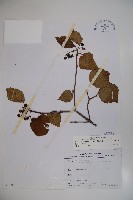 藏品(樺葉莢迷、玉山莢迷)的圖片