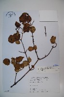 藏品(樺葉莢迷、玉山莢迷)的圖片