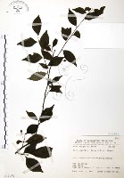 藏品(燈稱花、烏雞骨)的圖片