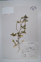 藏品(向天黃)的圖片