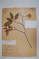 藏品(南洋馬蹄花)的圖片