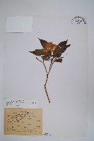 藏品(南洋馬蹄花)的圖片