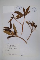 藏品(蘿芙木)的圖片