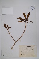 藏品(蘿芙木)的圖片