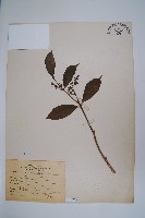 藏品(小花黃蟬)的圖片