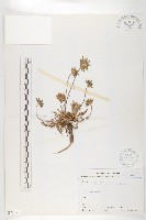 藏品(玉山山蘿蔔)的圖片