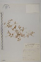 藏品(牛繁縷)的圖片