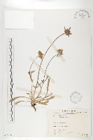 藏品(玉山山蘿蔔)的圖片