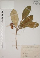 藏品(蘭嶼馬蹄花)的圖片