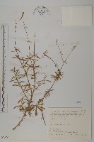 藏品(蠅子草)的圖片