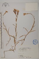 藏品(玉山石竹)的圖片