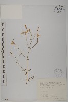 藏品(蠅子草)的圖片