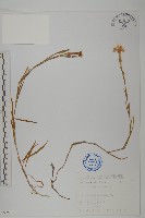藏品(玉山石竹)的圖片