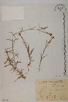 藏品(玉山石竹)的圖片