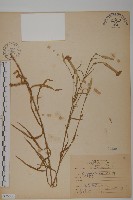 藏品(瞿麥)的圖片