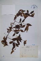 藏品(狹葉莢迷)的圖片