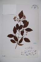 藏品(紅子莢迷)的圖片