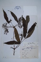 藏品(冇骨消)的圖片