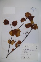 藏品(樺葉莢迷、玉山莢迷)的圖片