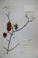藏品(樺葉莢迷、玉山莢迷)的圖片