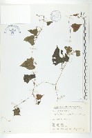 藏品(黑果馬交兒)的圖片