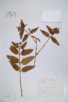 藏品(阿里山忍冬、漸尖葉忍冬)的圖片