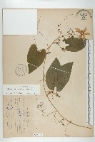 藏品(斑花青牛膽)的圖片