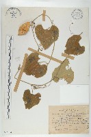 藏品(臺灣師古草)的圖片