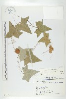 藏品(茅瓜)的圖片