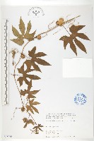 藏品(雙輪瓜)的圖片