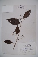 藏品(紅子莢迷)的圖片