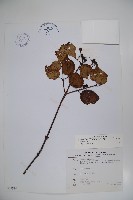 藏品(樺葉莢迷、玉山莢迷)的圖片