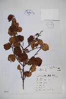 藏品(樺葉莢迷、玉山莢迷)的圖片