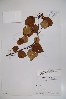 藏品(樺葉莢迷、玉山莢迷)的圖片