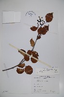 藏品(樺葉莢迷、玉山莢迷)的圖片