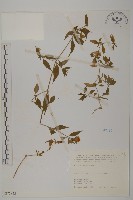 藏品(狗筋蔓)的圖片