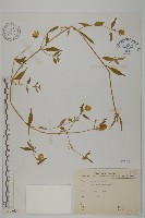 藏品(狗筋蔓)的圖片