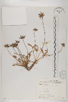 藏品(玉山山蘿蔔)的圖片