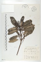 藏品(薄葉虎皮楠)的圖片