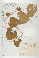 藏品(青牛膽)的圖片