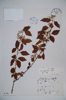 藏品(呂宋莢迷)的圖片