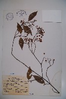 藏品(紅子莢迷)的圖片