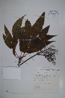 藏品(冇骨消)的圖片