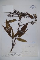 藏品(冇骨消)的圖片