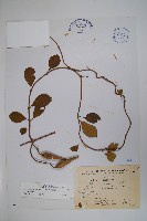 藏品(武靴藤)的圖片